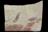 Two Miocene Pea Crab (Pinnixa) Fossils - California #177018-1